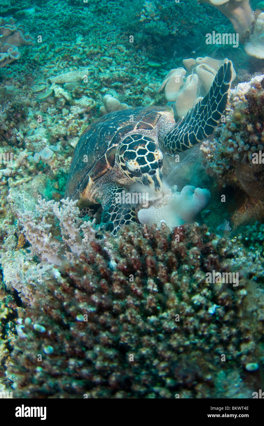 Tartaruga embricata, Eretmochelys imbricata, mangiare una medusa, Layang Layang, Sabah, Malesia, Borneo Foto Stock