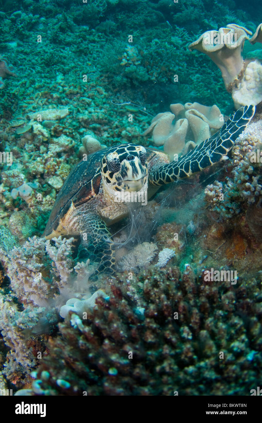 Tartaruga embricata, Eretmochelys imbricata, mangiare una medusa, Layang Layang, Sabah, Malesia, Borneo Foto Stock