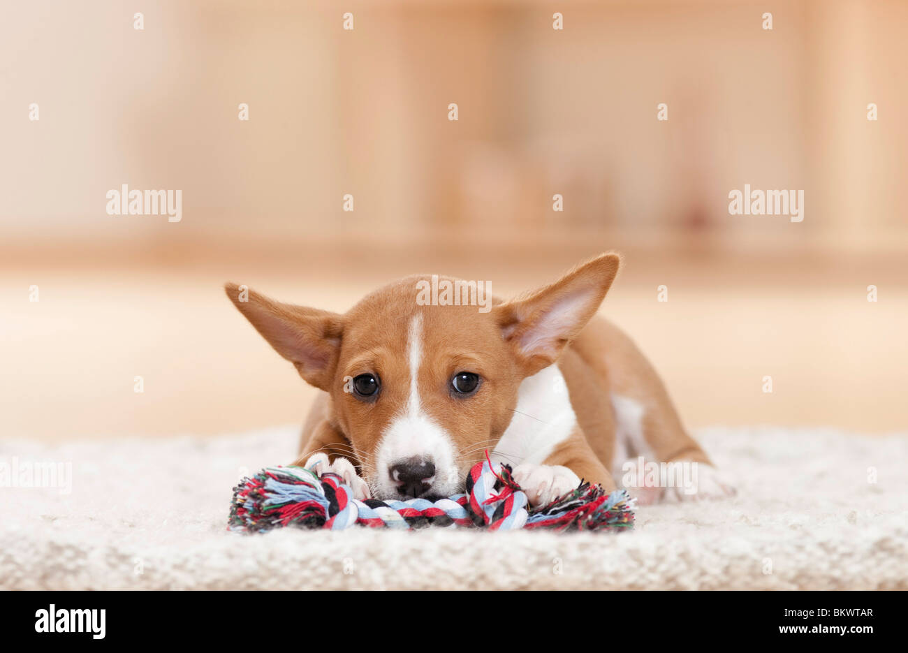 toy basenji