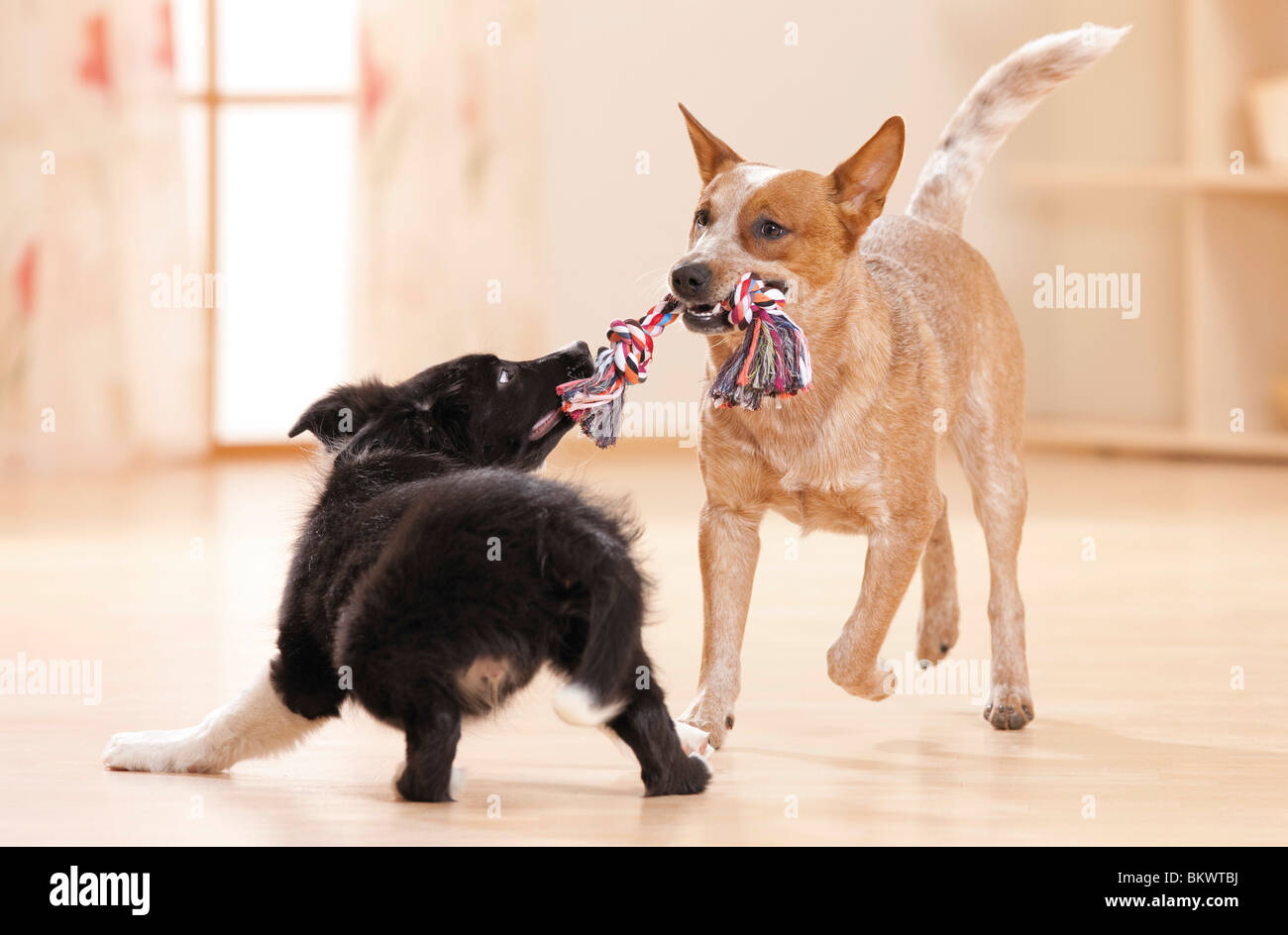 Giovane cane australiano del bestiame e cucciolo di Border Collie che gioca con una corda Foto Stock