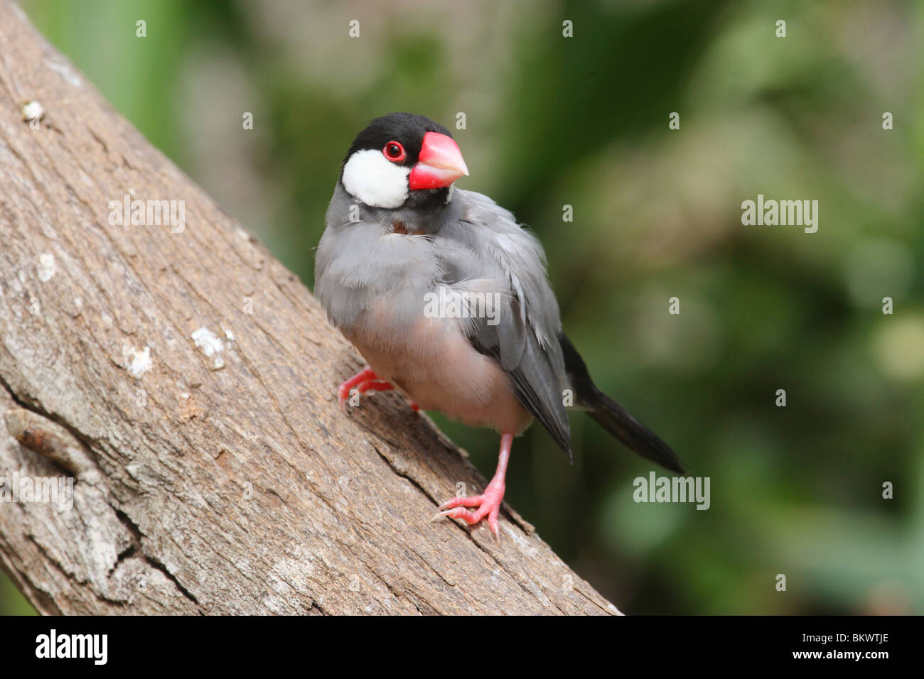 Java Sparrow (Lonchura oryzivora) su un tronco di albero Foto Stock