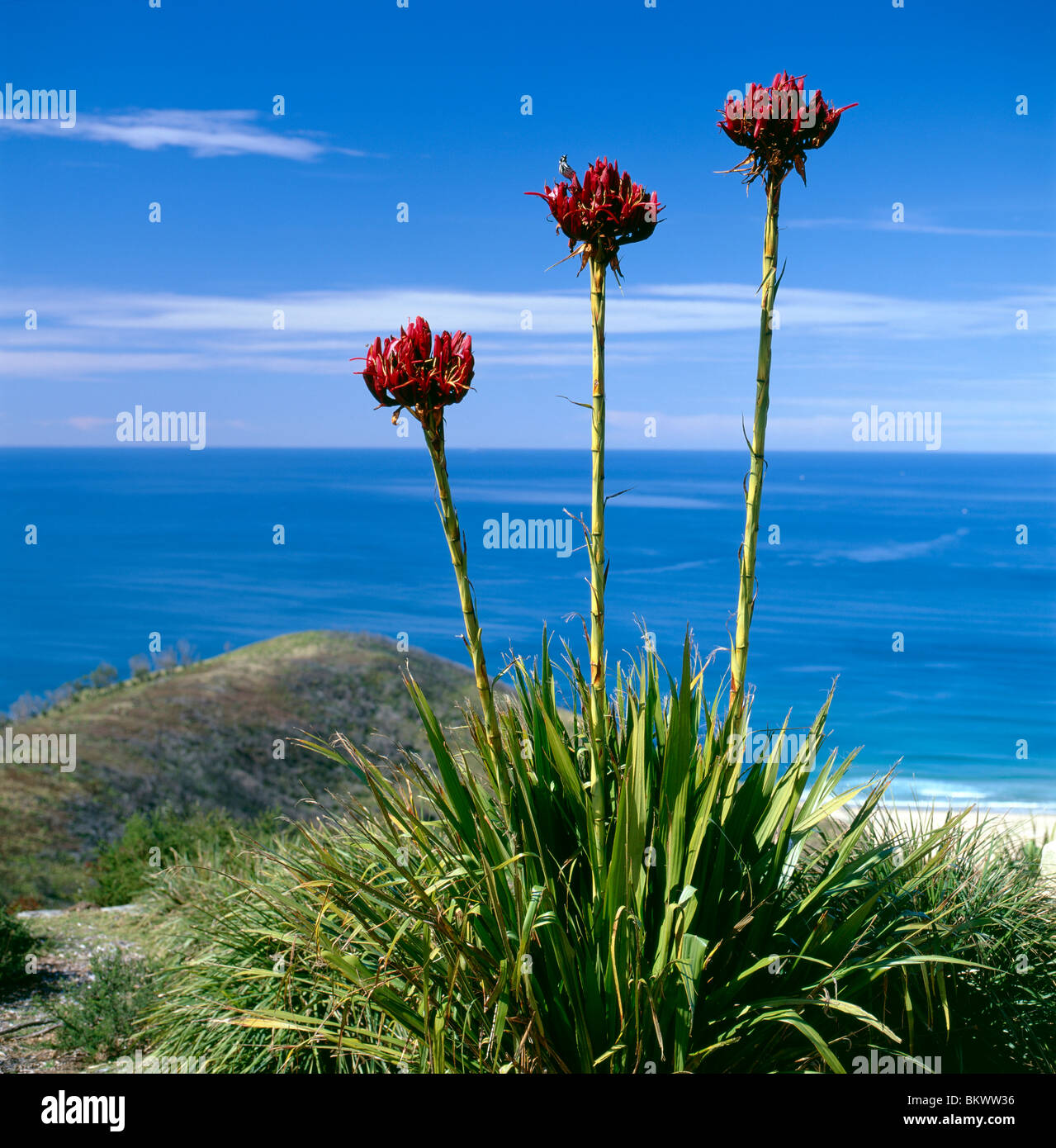 Piccolo uccello appollaiato su Gymea Lily al governatore gioco Lookout, Garie Beach, Royal National Park, New South Wales, Australia Foto Stock