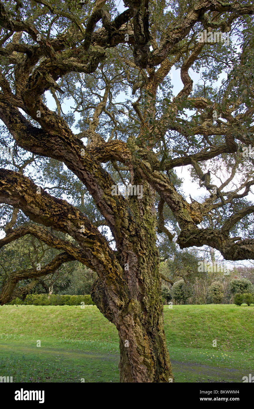 Quercus suber, comunemente chiamato la quercia da sughero a Arundel Castle in Arundel, West Sussex, in Inghilterra Foto Stock