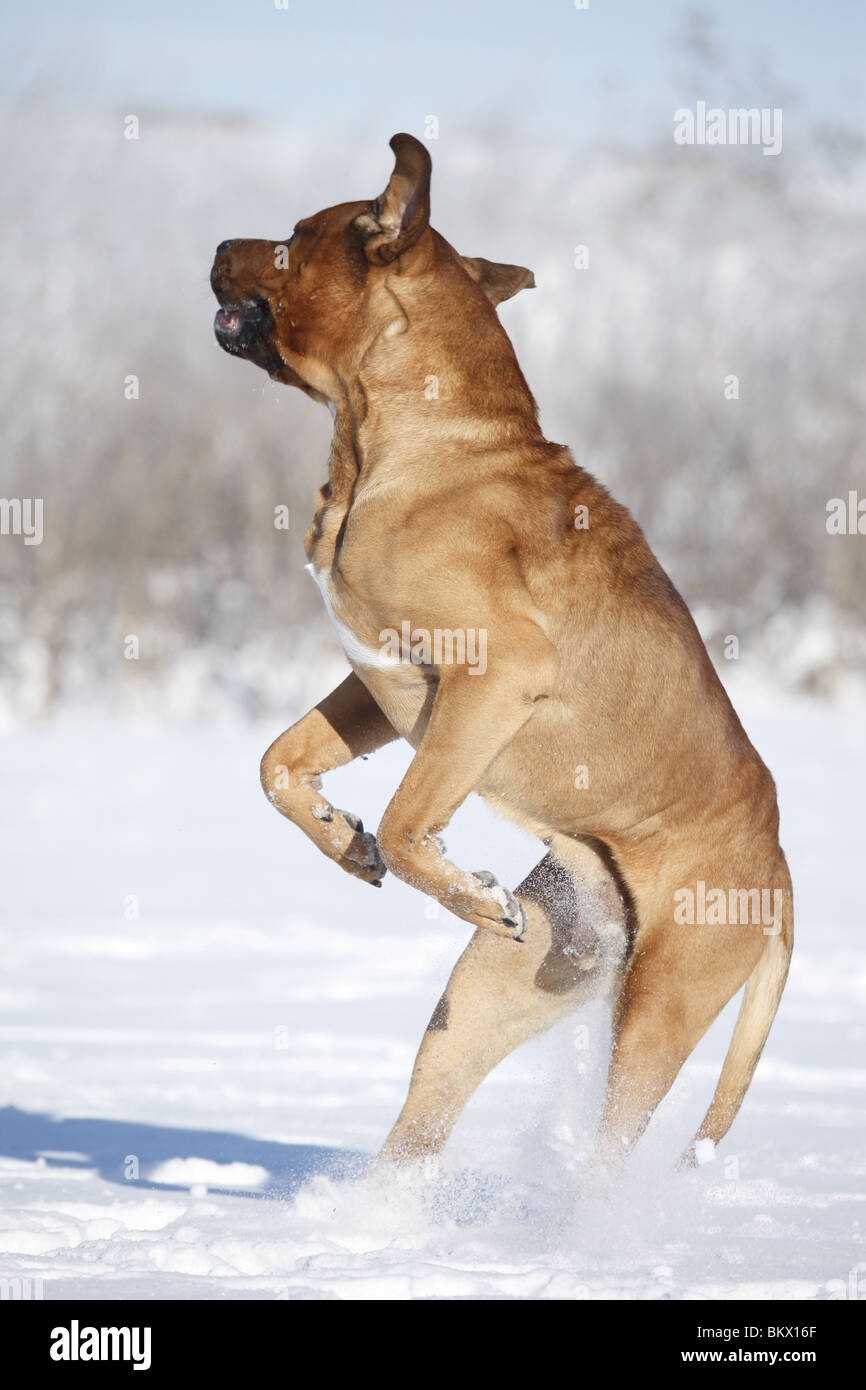 Springender Tosa inu / jumping Tosa inu Foto Stock