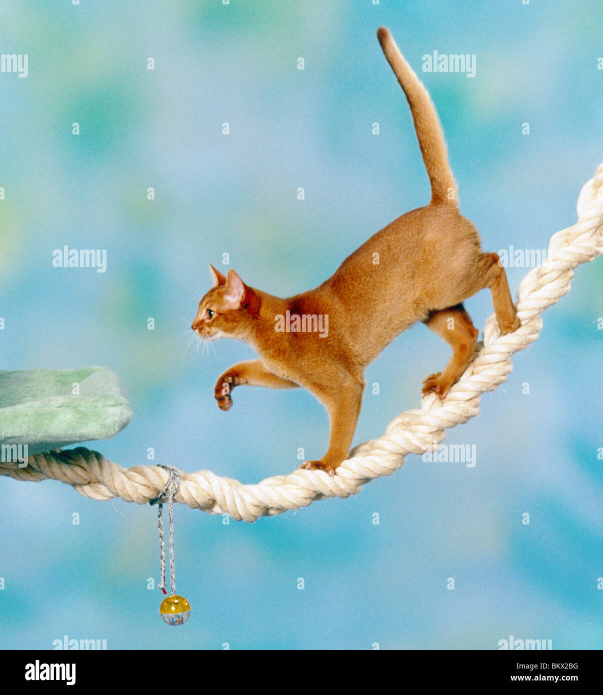 Climping albero per gatti Foto Stock