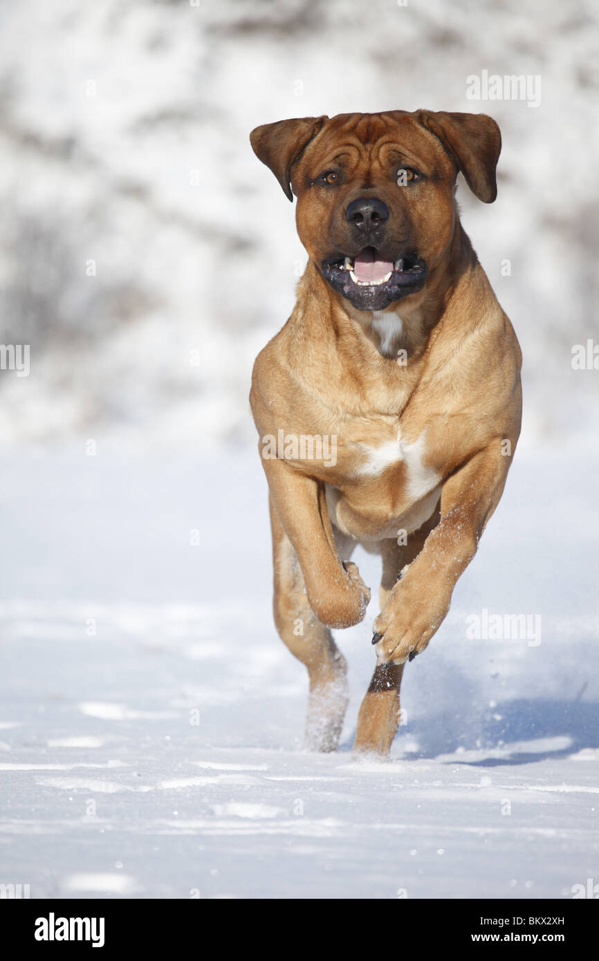 Rennender Tosa inu / running Tosa inu Foto Stock