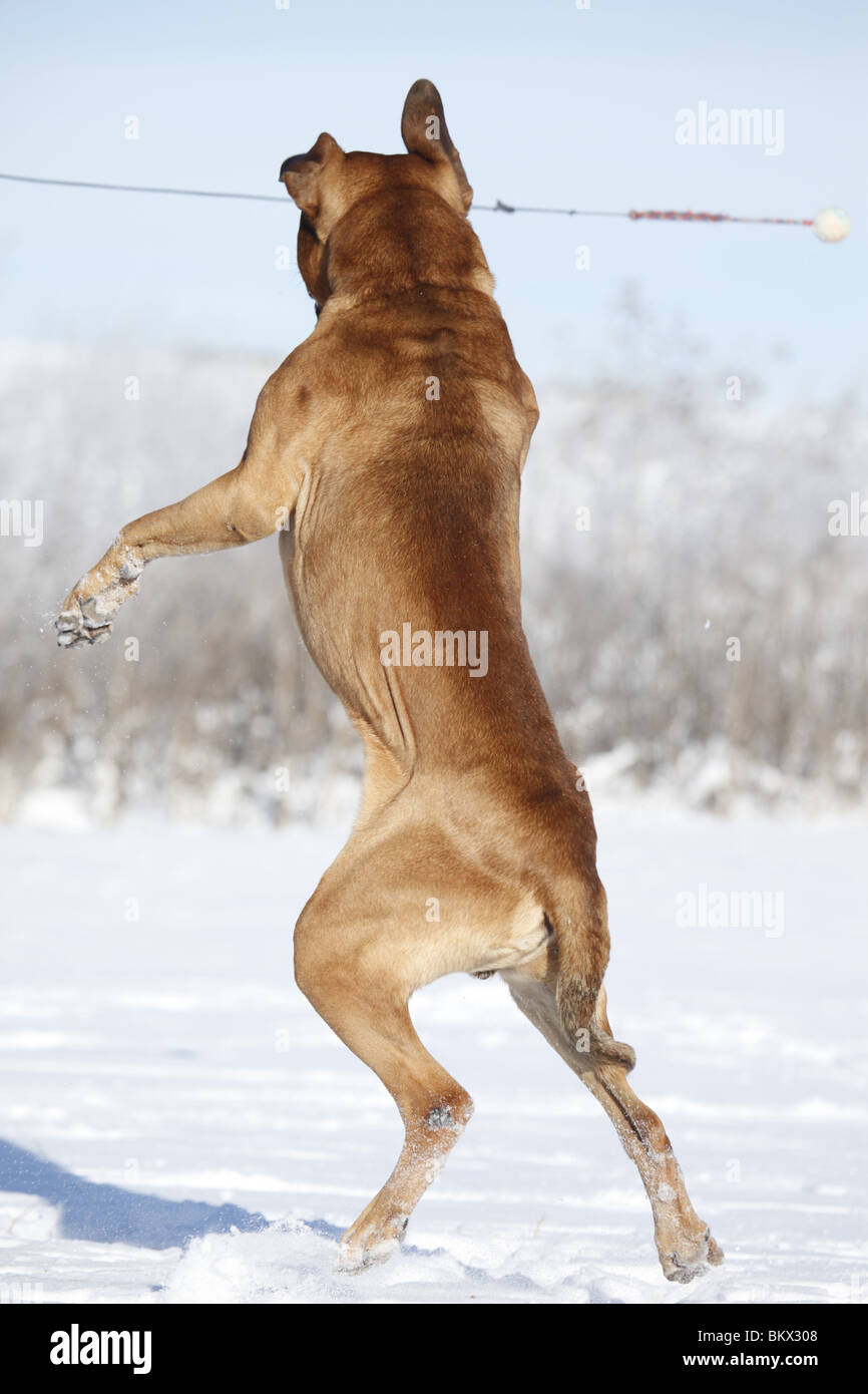 Springender Tosa inu / jumping Tosa inu Foto Stock