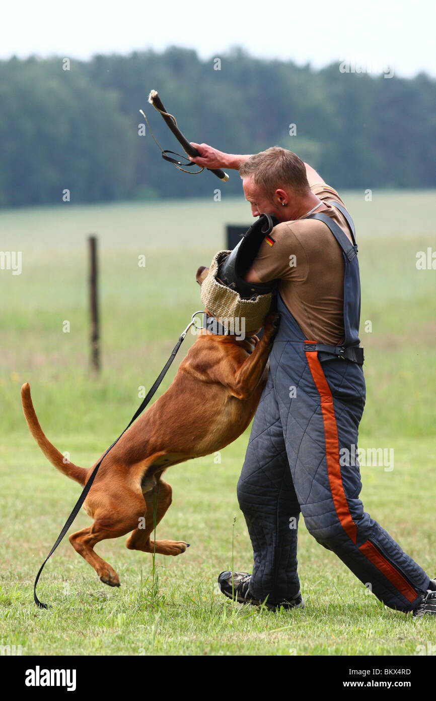 Cane da guardia istruzione Foto Stock