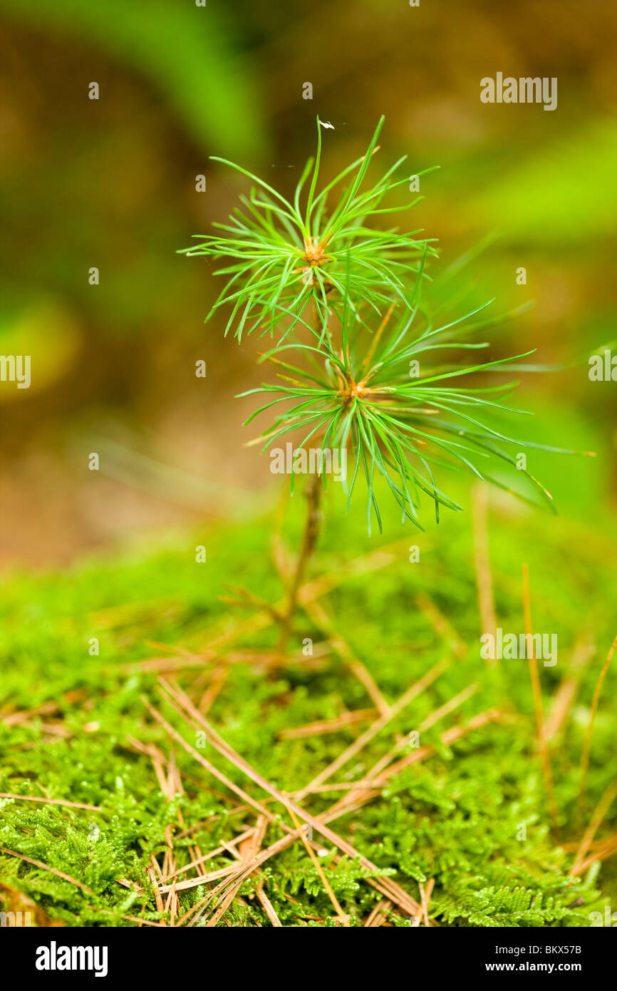 Pino bianco piantina in una foresta di Bridgewater, Massachusetts. L'estate. Foto Stock