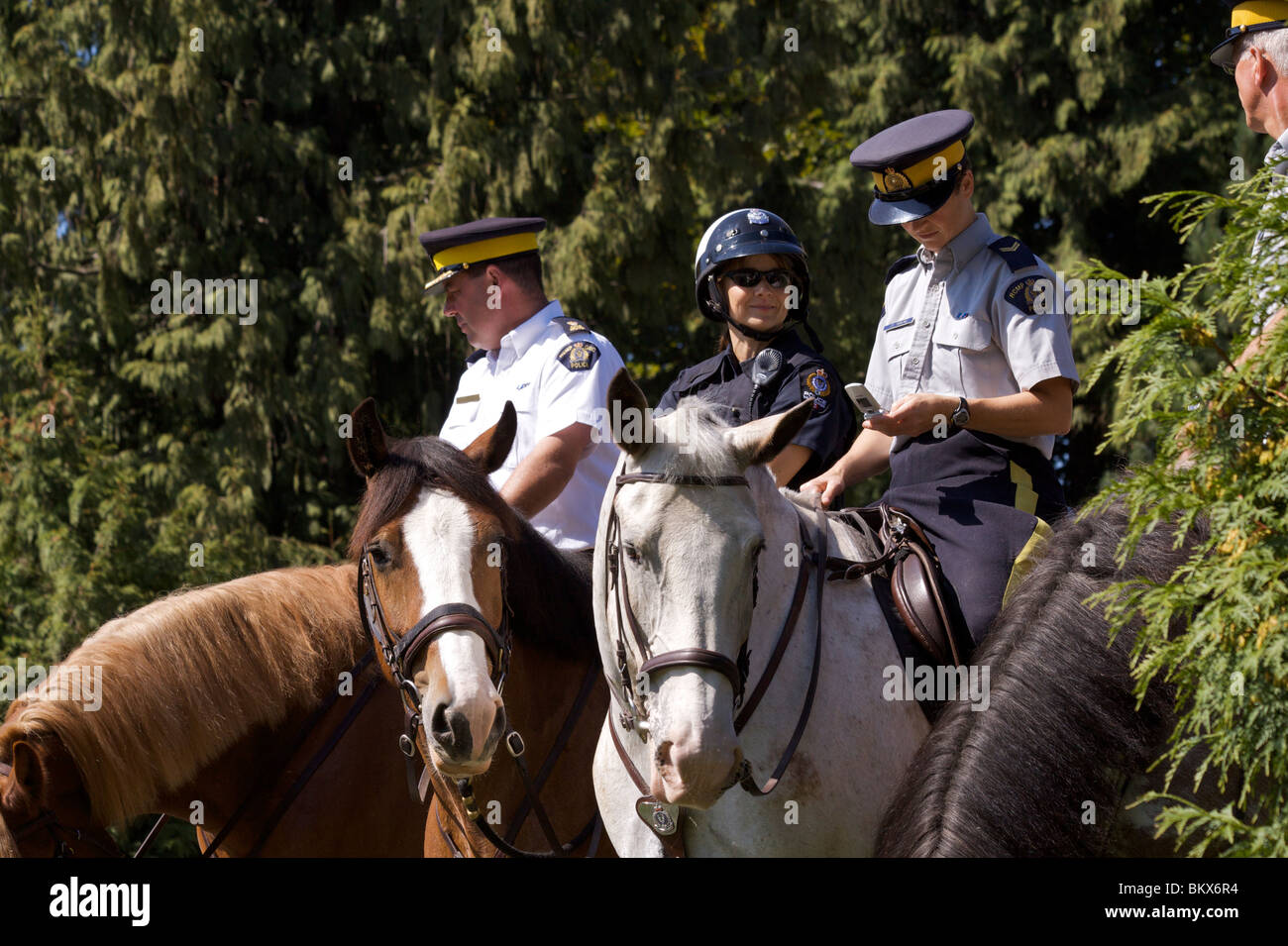 Quattro Canadian Mounties in Stanley Park con il marrone ed il grigio cavalli tra gli alberi Foto Stock