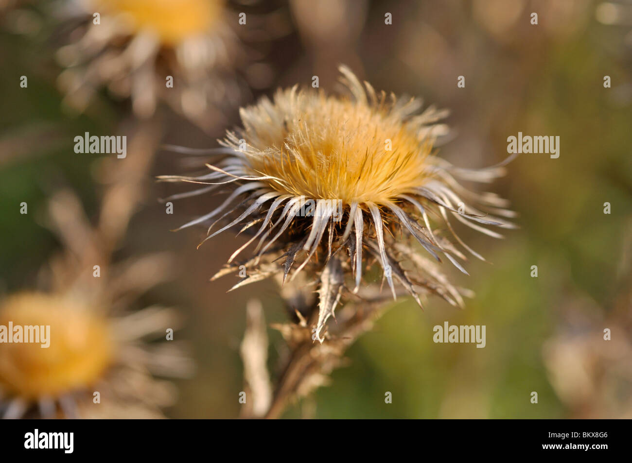 Comune di carline thistle (carlina vulgaris) Foto Stock