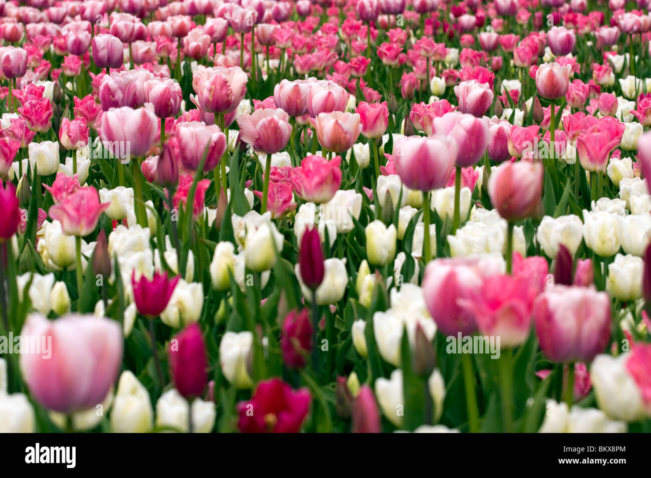 Tappeto di tulipani in fiore in diversi colori. Foto Stock