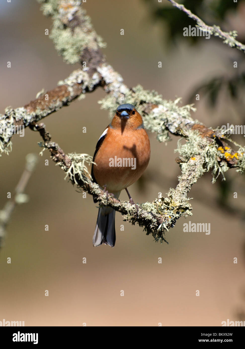 Maschio, fringuello Fringilla coelebs, REGNO UNITO Foto Stock