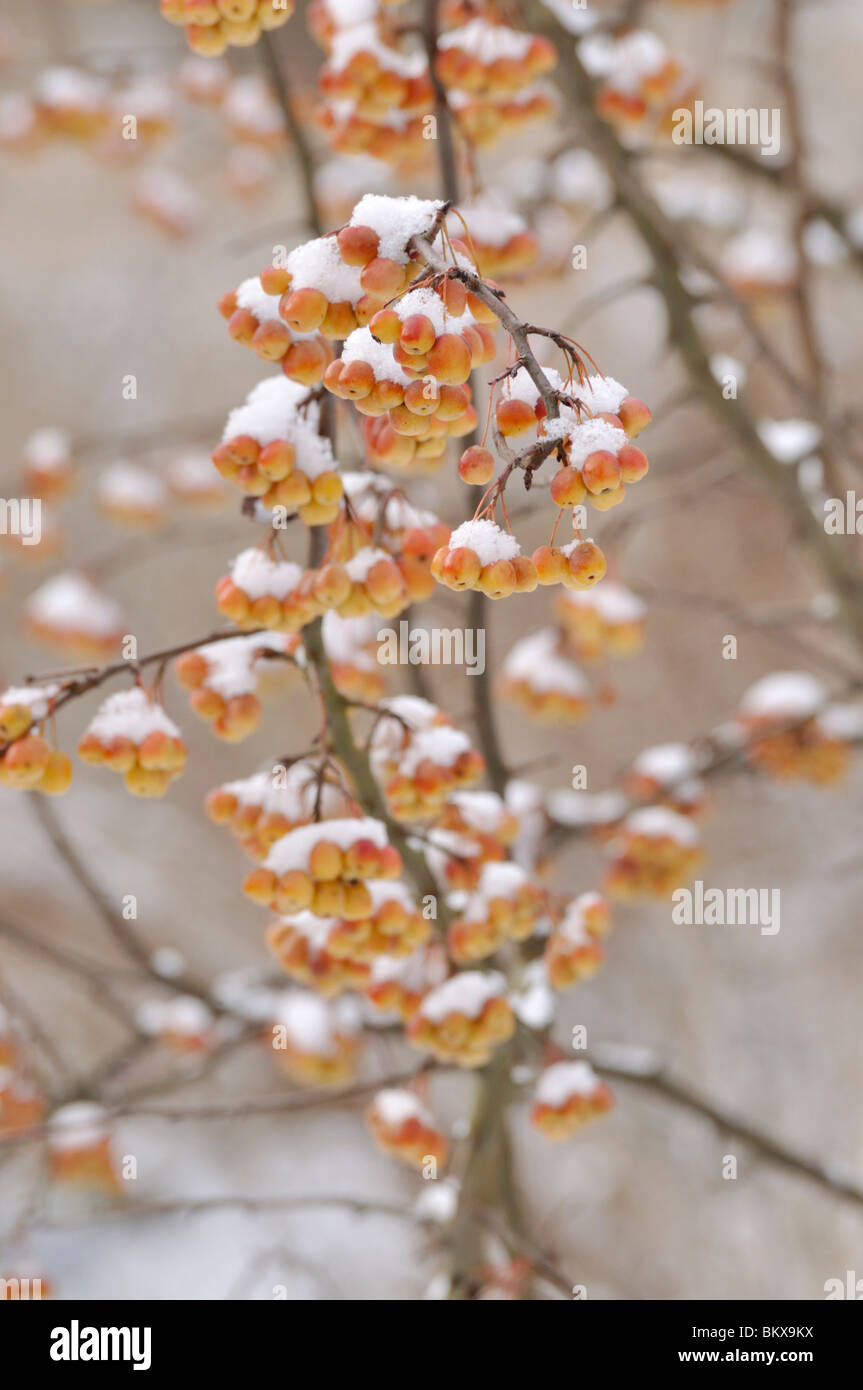 Cutleaf crab apple (malus toringoides) Foto Stock