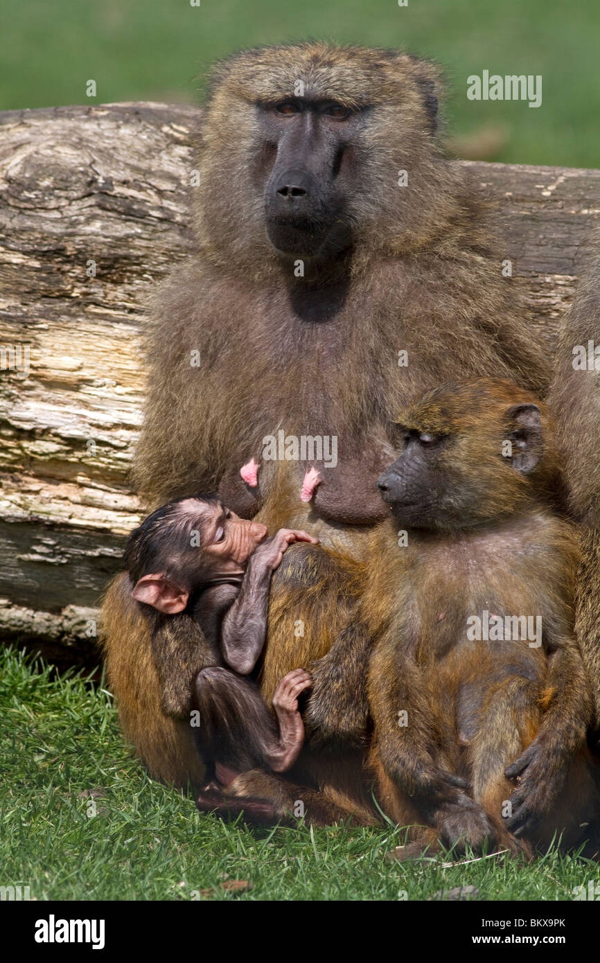 Famiglia di oliva babbuini papio anubis Foto Stock