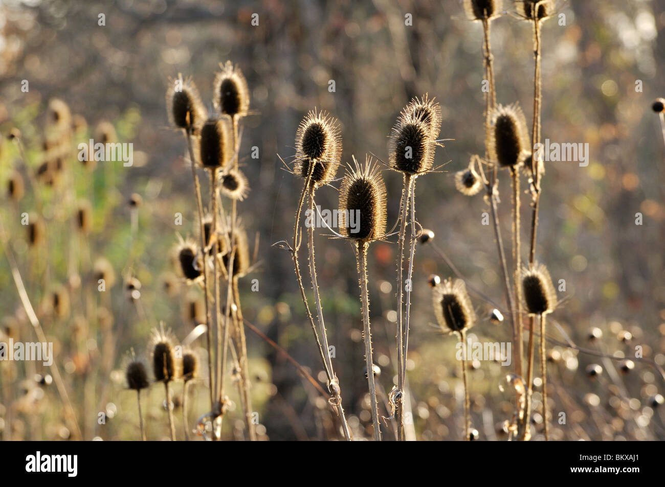 Comune (teasel dipsacus fullonum) Foto Stock