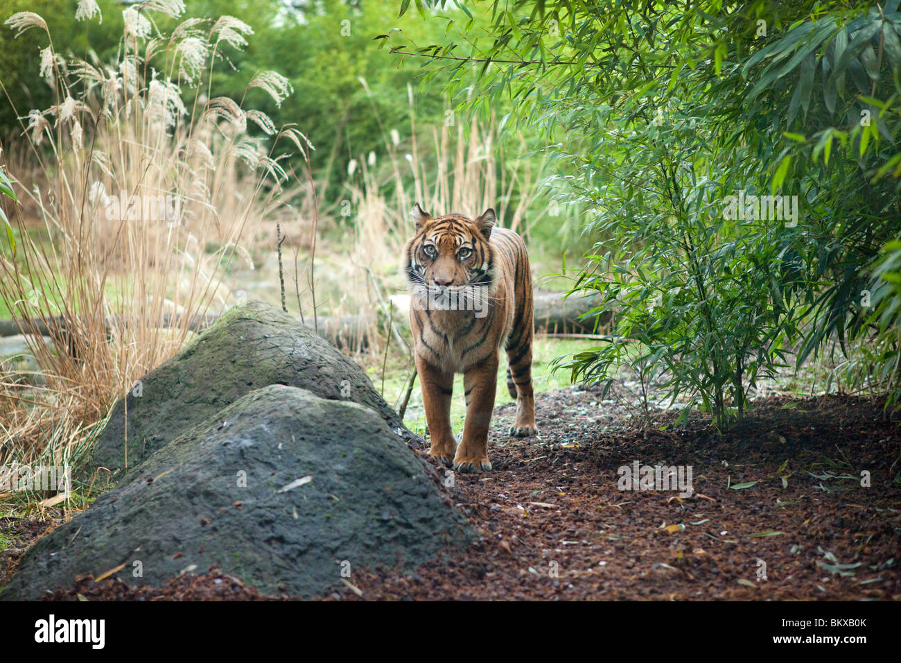 Tigre di Sumatra Foto Stock