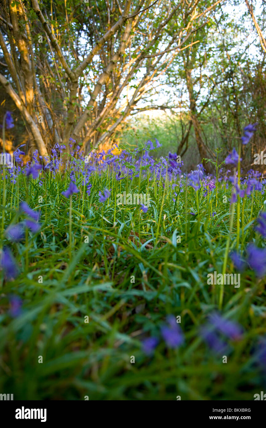 Campo delle Bluebells Hyacinthoides non scripta Foto Stock