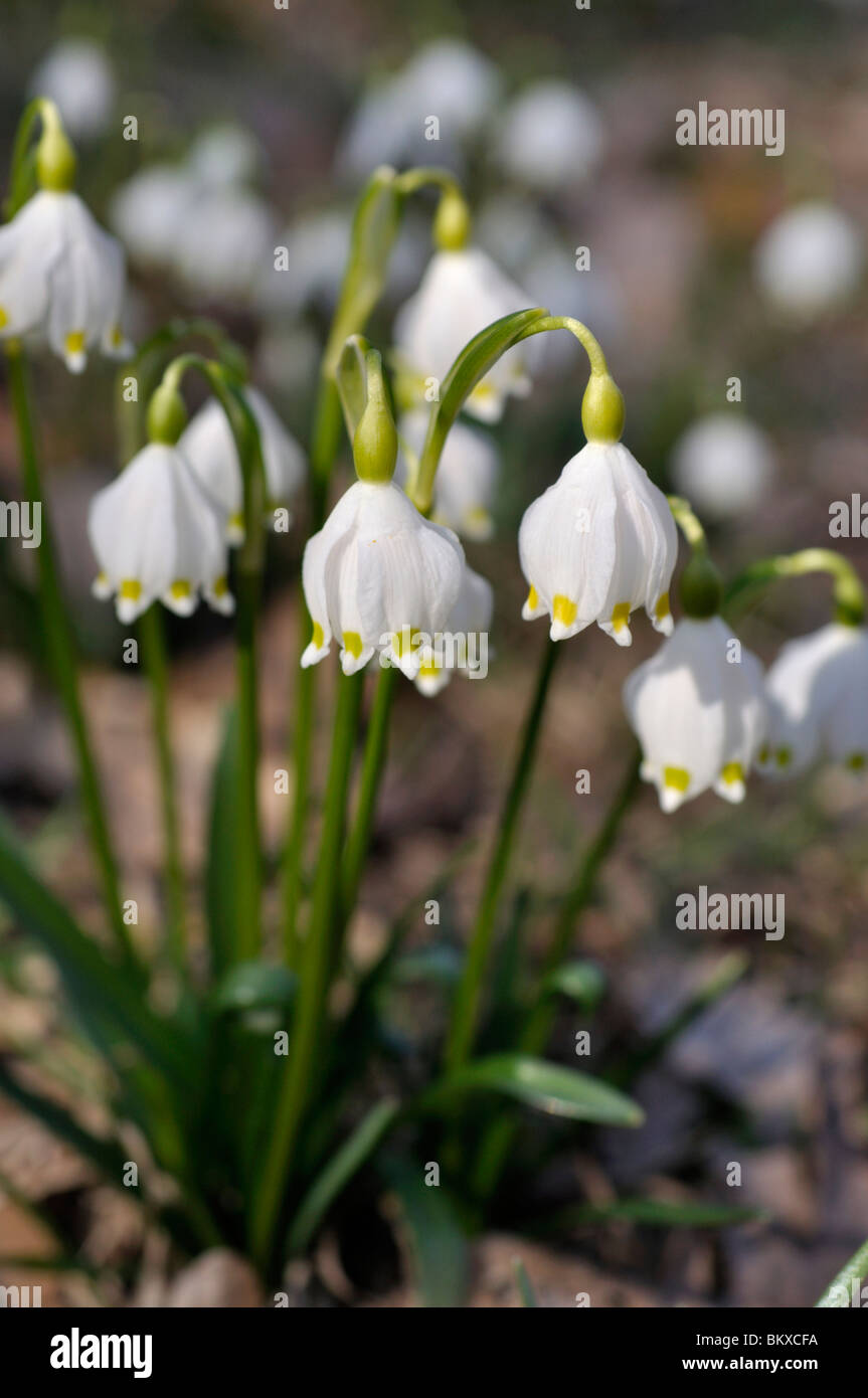 Il simbolo del fiocco di neve di primavera (leucojum vernum) Foto Stock