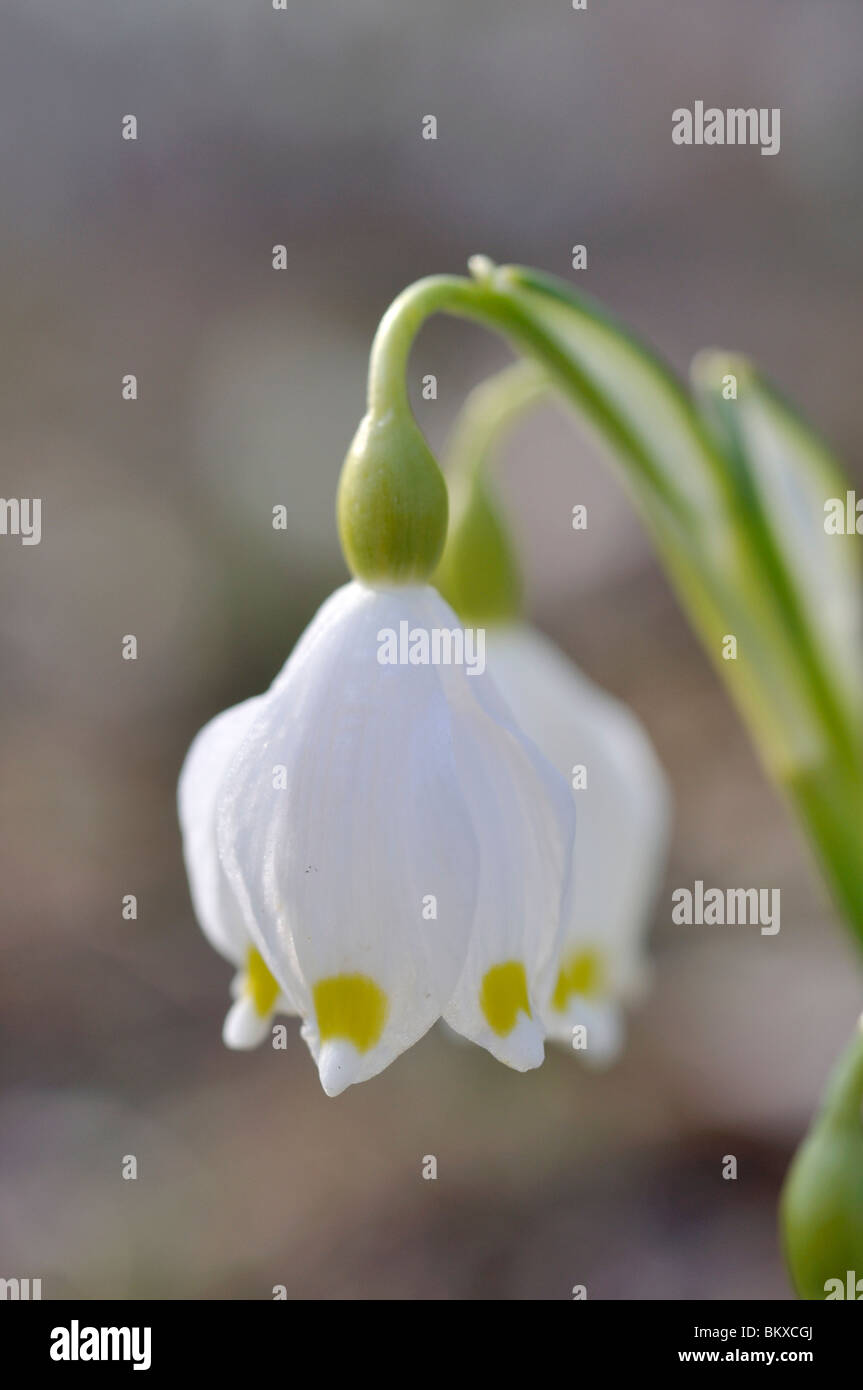 Il simbolo del fiocco di neve di primavera (leucojum vernum) Foto Stock