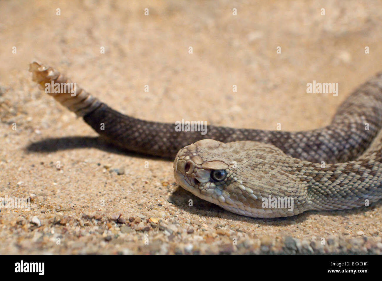 Aruba rattlesnake Foto Stock