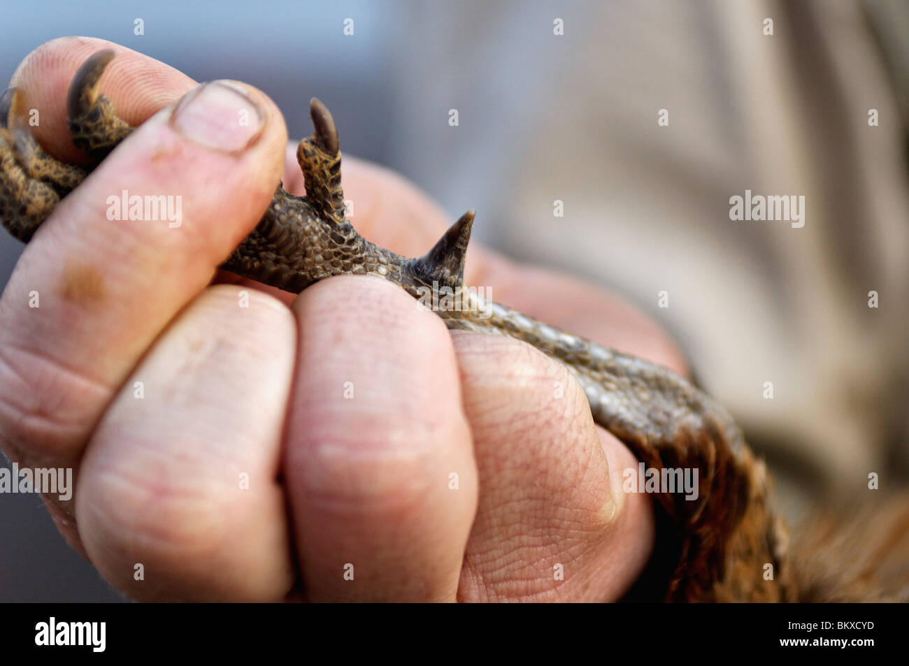 Sperone sulla gamba di un raccolto maturo Rooster Ringneck Pheasant Foto Stock