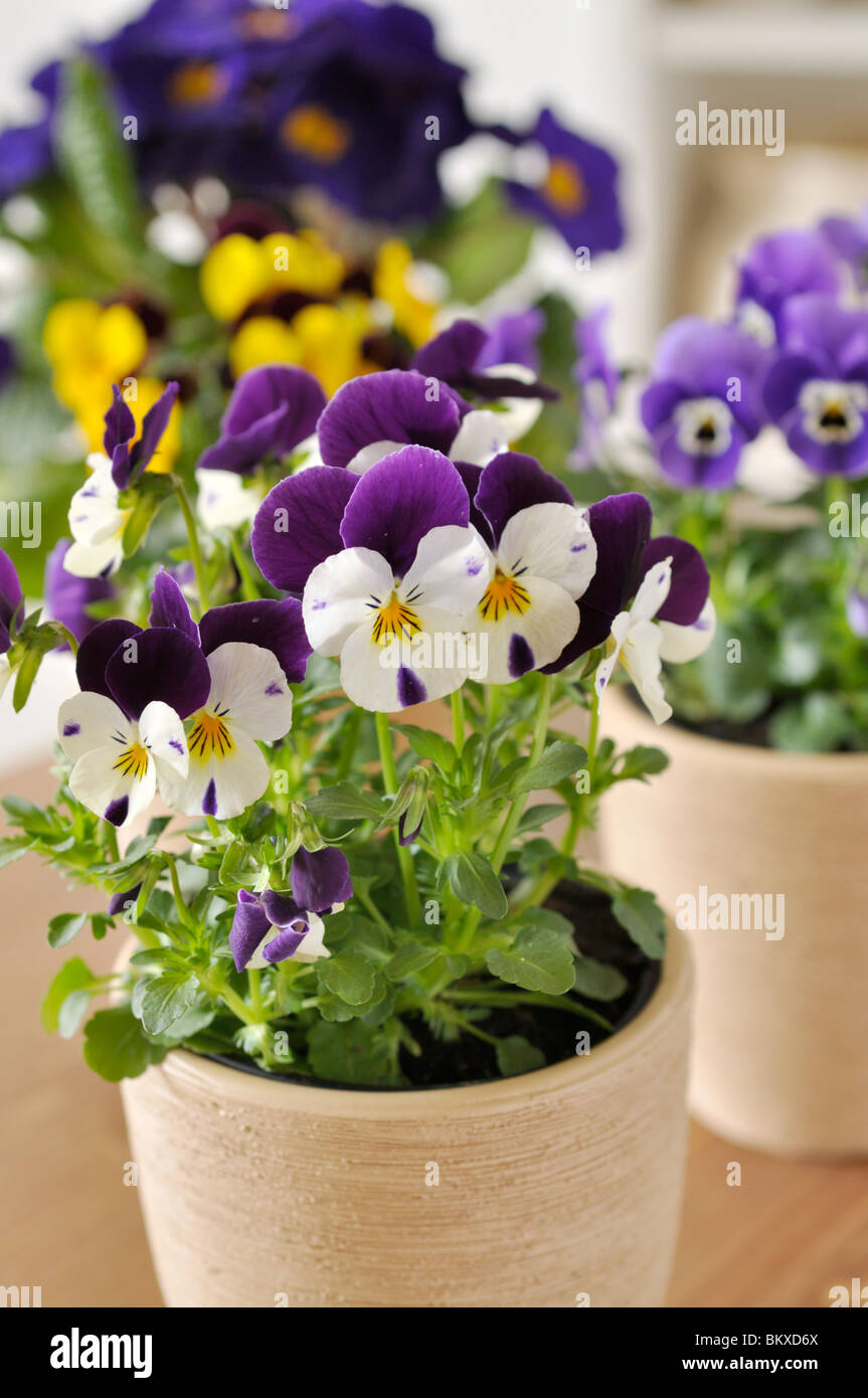 Pansies cornuta (viola cornuta) Foto Stock