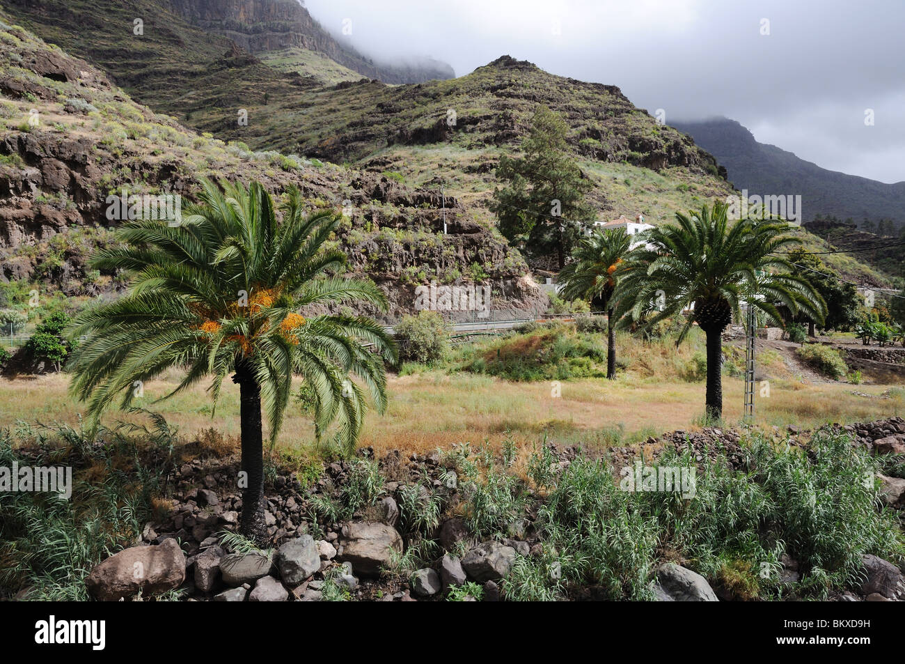 Le palme in montagna, Gran Canaria Spagna Foto Stock