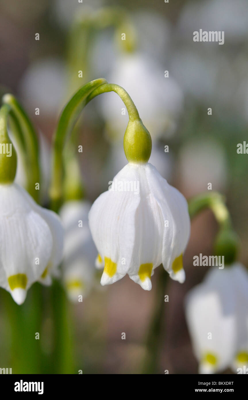 Il simbolo del fiocco di neve di primavera (leucojum vernum) Foto Stock