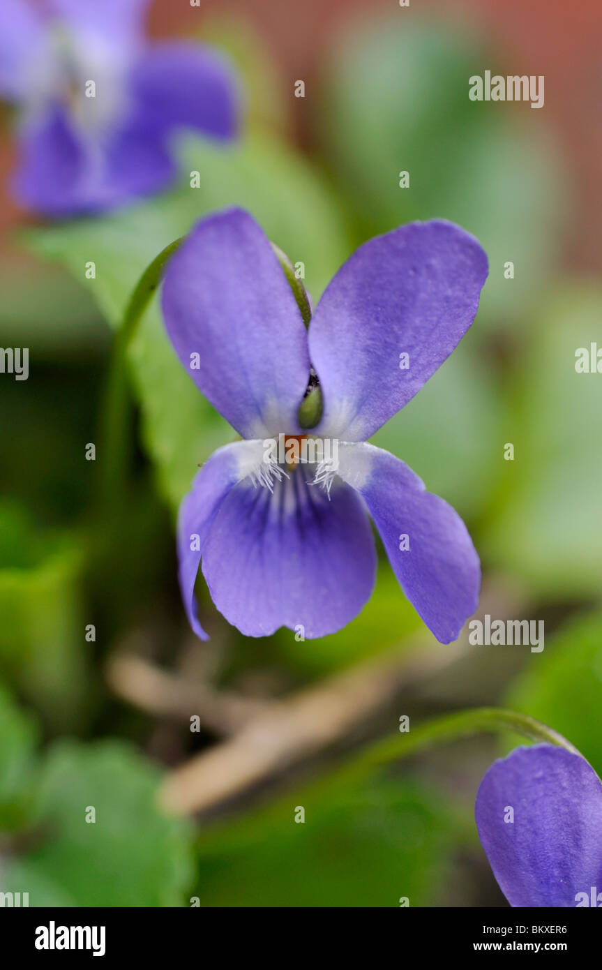 Viola Mammola (Viola odorata) Foto Stock