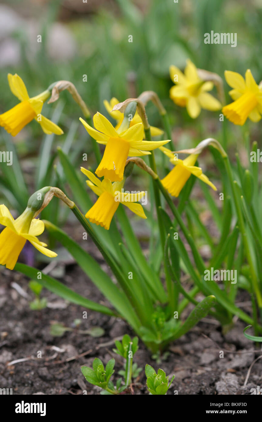 Ciclamino a fiore daffodil (Narcissus cyclamineus) Foto Stock