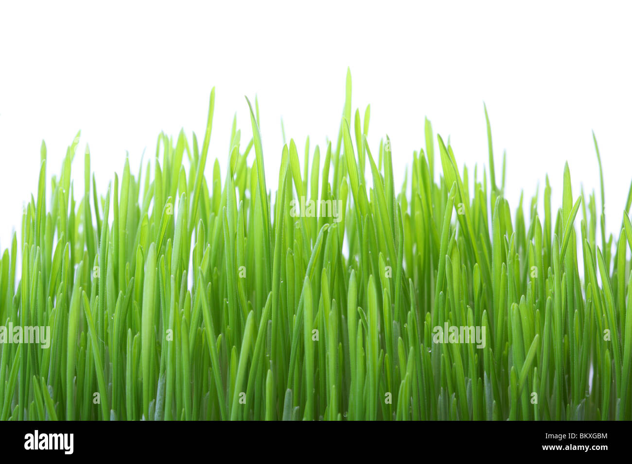 Erba verde isolato su sfondo bianco, shallow dof Foto Stock