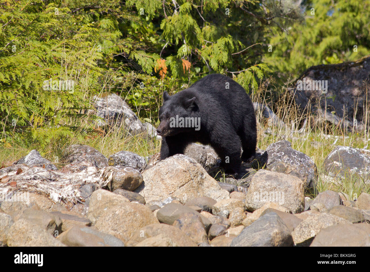 Grande Black Bear foraggio per i granchi e cirripedi sul litorale con erba e arbusti dietro, Tofino Foto Stock