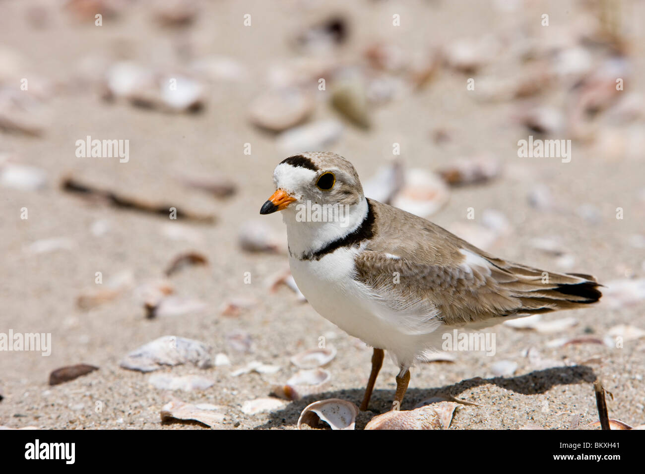 Una tubazione plover, Charadrius melodus, sulla lunga spiaggia a Stratford, Connecticut. Foto Stock