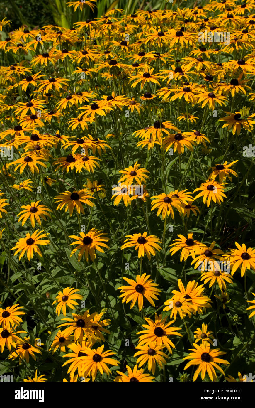 Rudbeckia fulgida var. Deamii Foto Stock