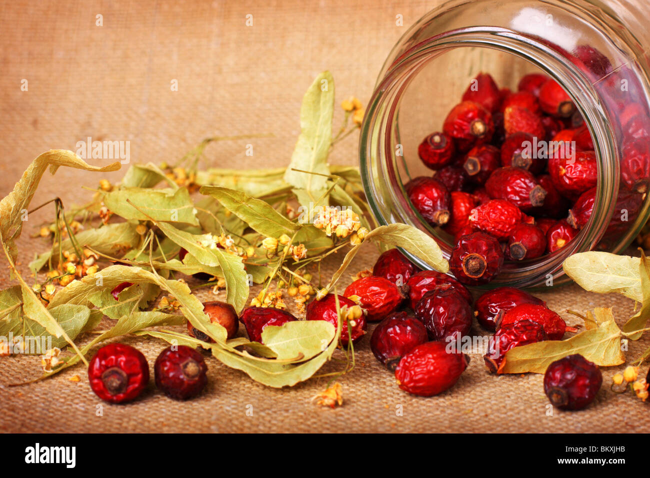 Rosa canina e asciugare linden blossom su saccheggi sullo sfondo Foto Stock