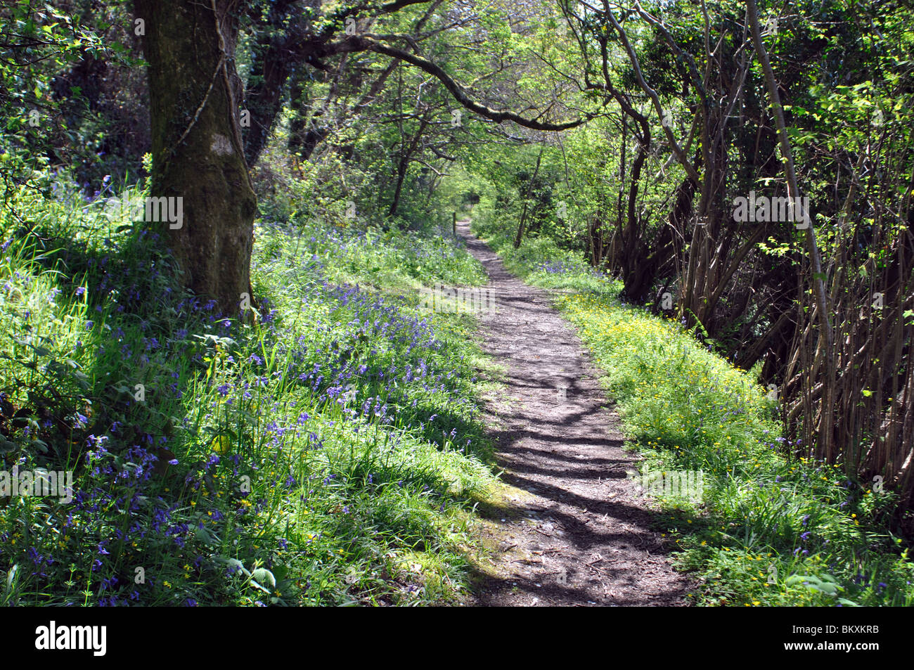 Bluebell boschi, Welsh Wildlife Center, Cilgerran, Pembrokeshire, Wales, Regno Unito Foto Stock