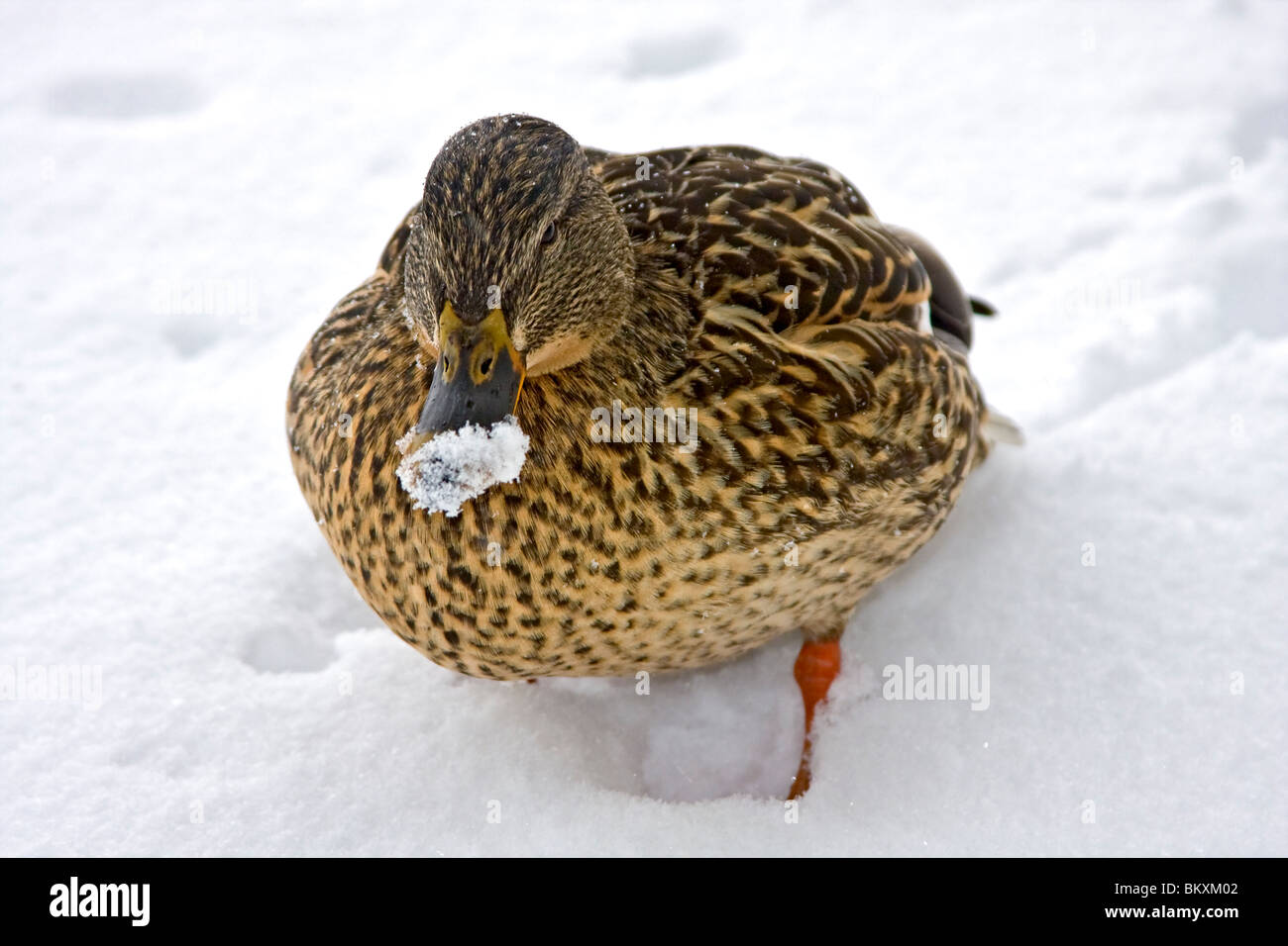 Femmina Mallard duck con neve sul suo conto, vicino alla riva del lago Tahoe Foto Stock