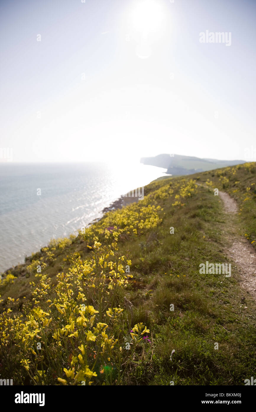 Sentiero litorale con mare e fiori di colore giallo Foto Stock