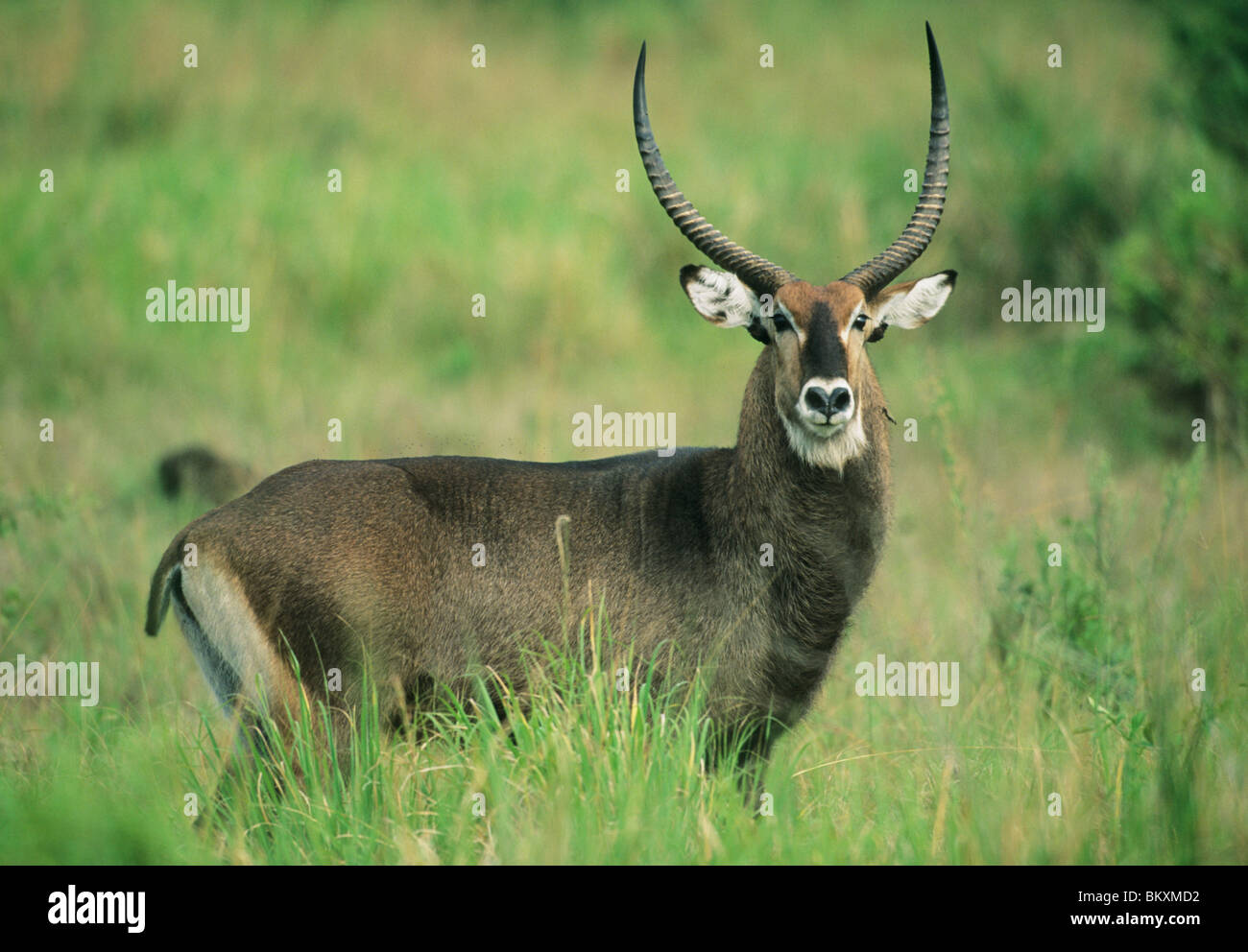 Defassa Waterbuck, (Kobus defassa), Queen Elizabeth National Park, Uganda. Foto Stock