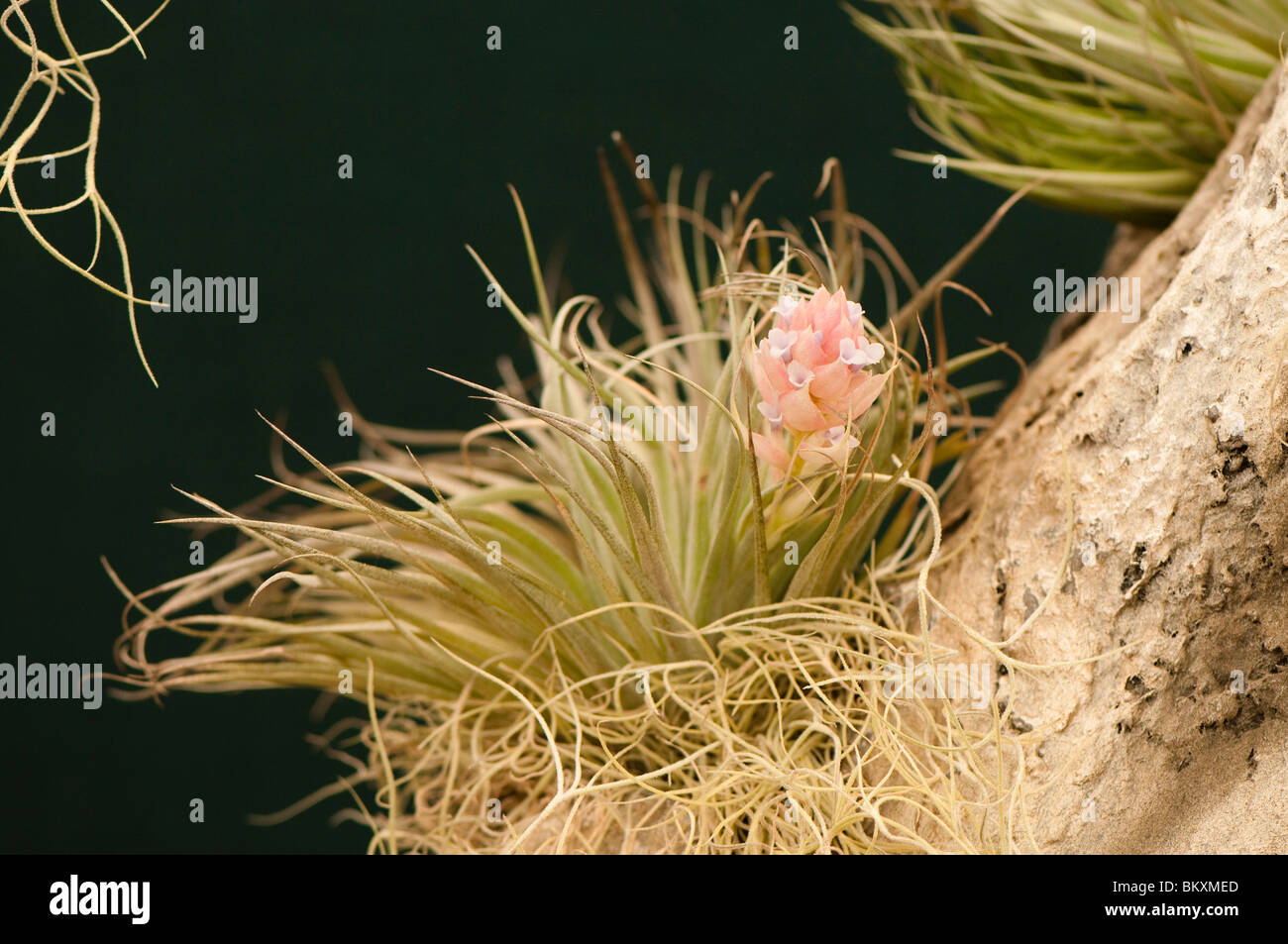 Tillandsia stricta 'soft' viola Foto Stock