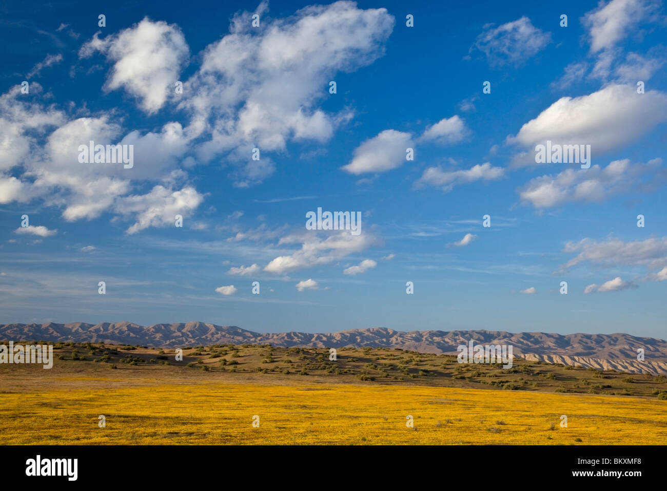 Carrizo Plain monumento nazionale, CA: Sera nuvole sopra le lontane colline di Temblor gamma con goldfields (Lasthenia spp.) Foto Stock