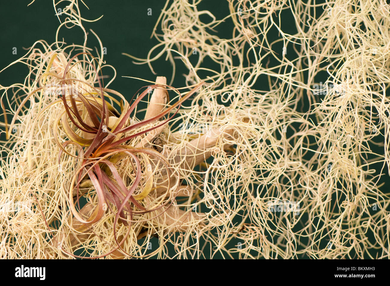 Tillandsia balbisiana Foto Stock