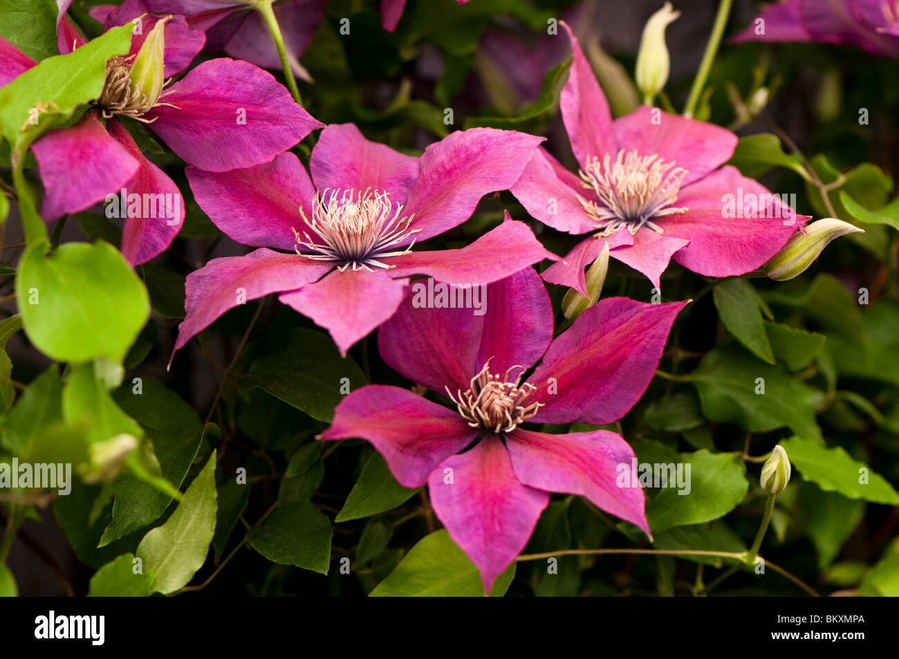 La clematide 'Piccardia' in fiore Foto Stock