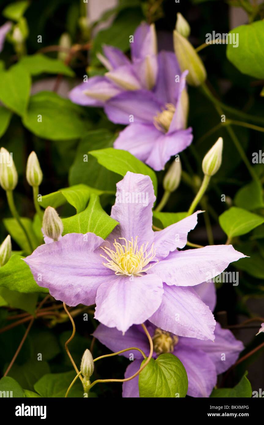 La clematide "Cezanne' in fiore Foto Stock
