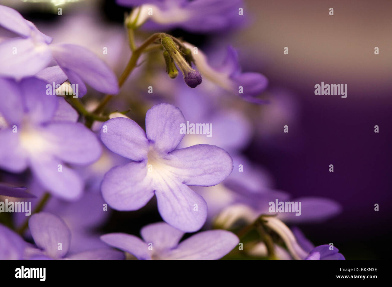 Streptocarpus "Stelle cadenti" in fiore Foto Stock