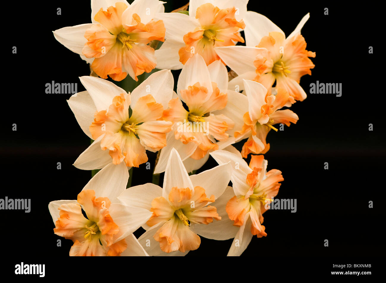 Daffodil " Bosinney' sul display della RHS mostrano a Cardiff nel 2010 Foto Stock