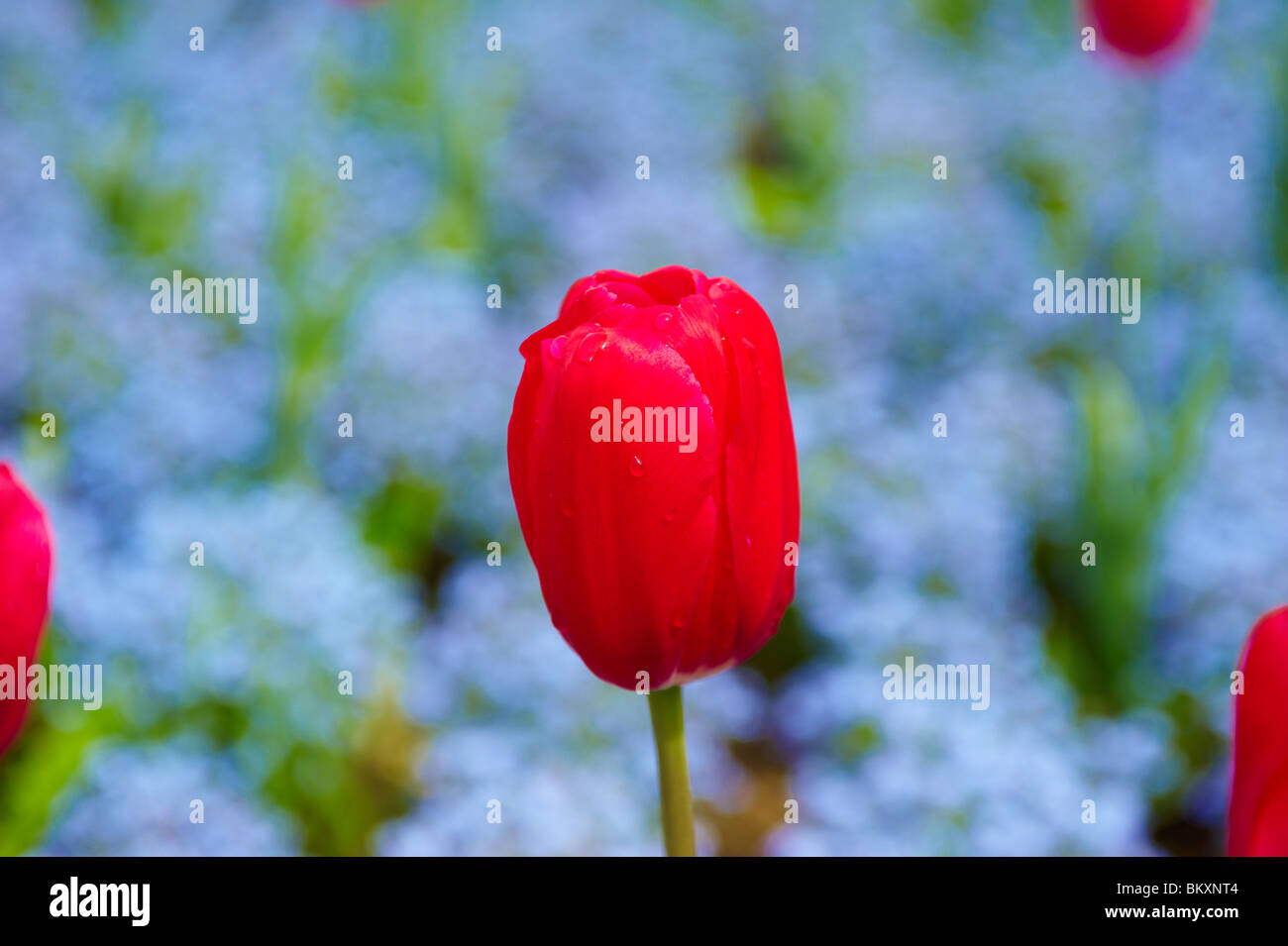 Close up tulipani rossi Foto Stock