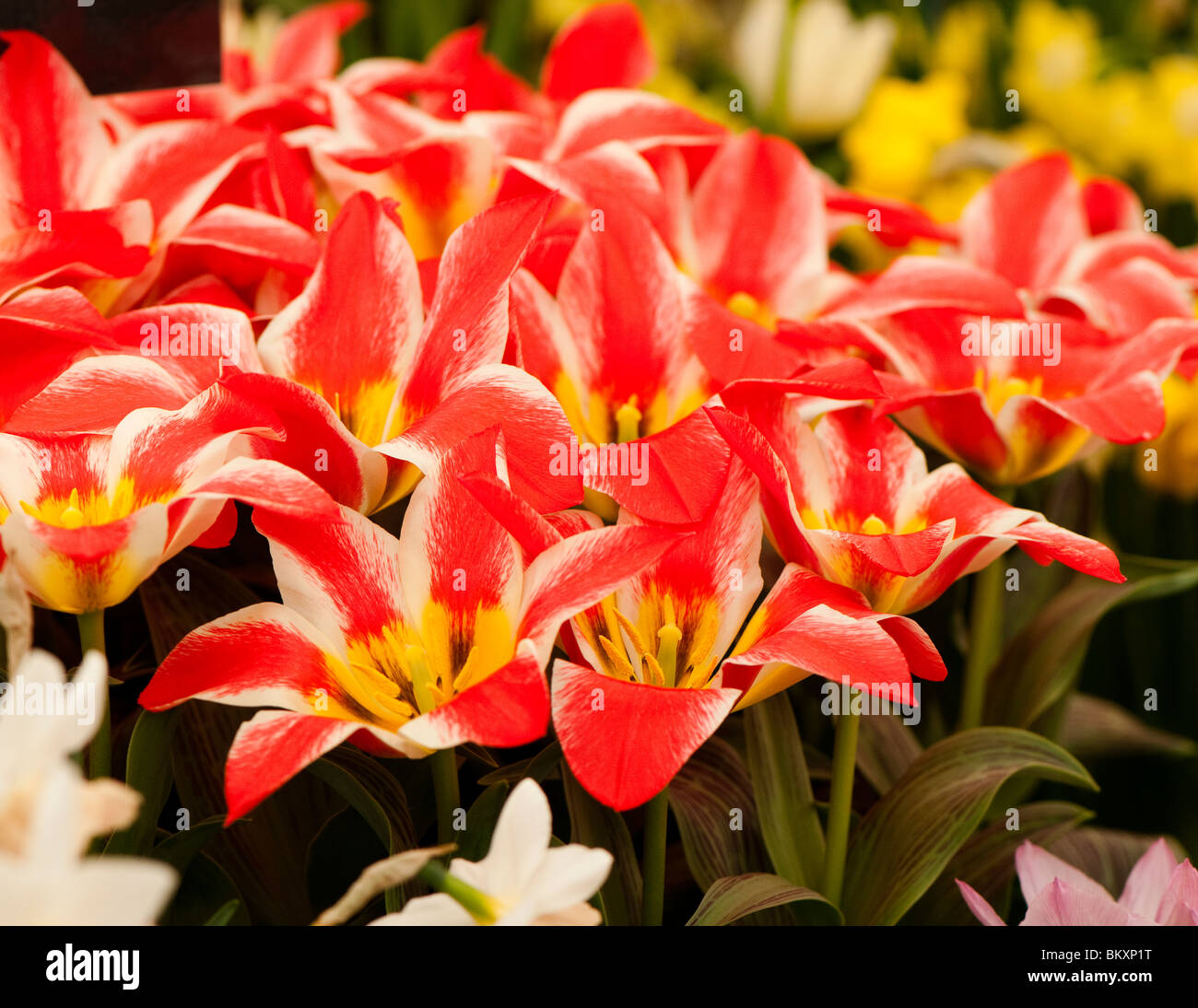 Greigii tulip "Pinocchio" in fiore Foto Stock