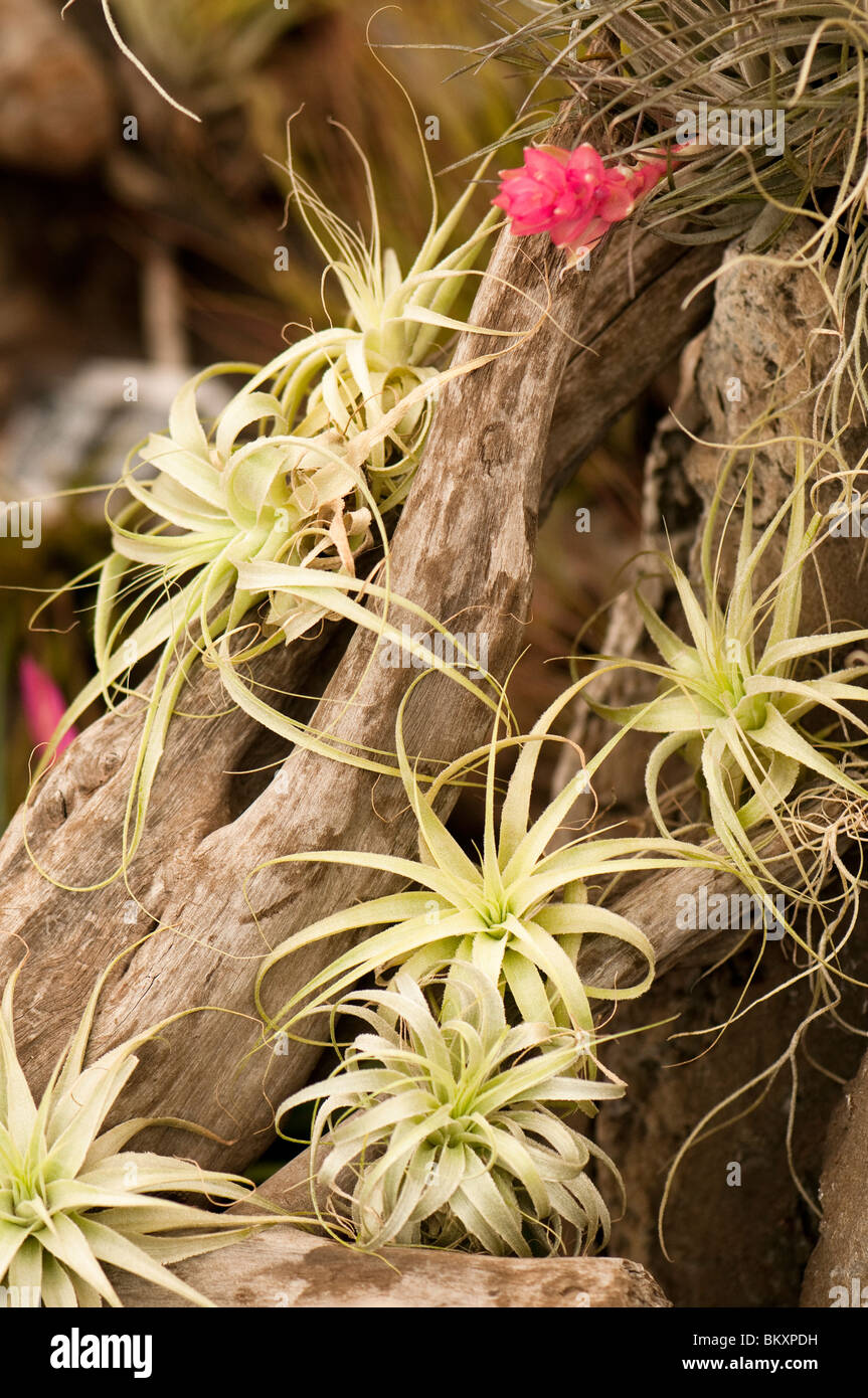 Tillandsia gardneri Foto Stock